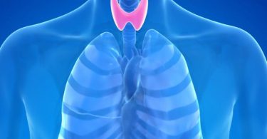 The thyroid and parathyroid glands are essential elements of the complete endocrine system of the human body. The thyroid is an endocrine gland that manufactures hormones controlling the human body's metabolism.