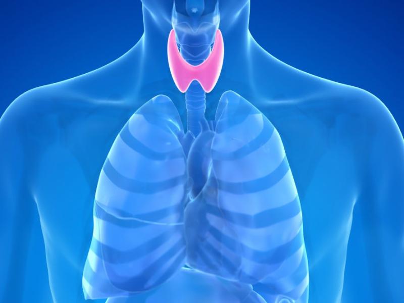The thyroid and parathyroid glands are essential elements of the complete endocrine system of the human body. The thyroid is an endocrine gland that manufactures hormones controlling the human body's metabolism.