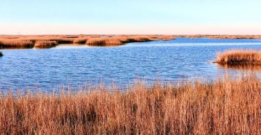 The significant difference between marsh and swamp shows that swamps are typically bigger and more in-depth than a marsh and tend to possess more vegetation.