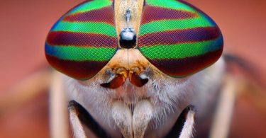 Difference Between Compound Eyes and Simple Eyes
